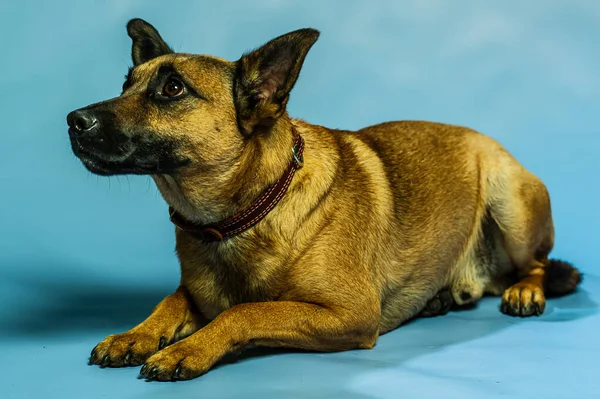 Belgisches Malinois Shepard Atelierporträt Schutzhund Isoliert Vor Neutralem Hintergrund Haustiere — Stockfoto