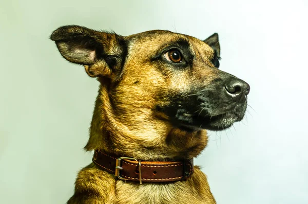 Бельгийский Малинойский Портрет Шепарда Защитная Собака Изолирована Нейтральном Фоне Фотосессия — стоковое фото