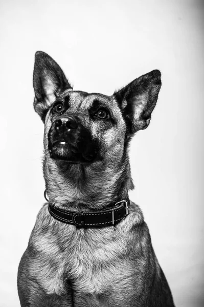 Retrato Estúdio Belga Malinois Shepard Cão Proteção Isolado Fundo Neutro — Fotografia de Stock