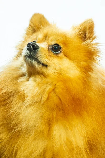 Привабливий Померанський Собака Стоїть Двома Ногами Дивиться Щось Хоче Їсти — стокове фото