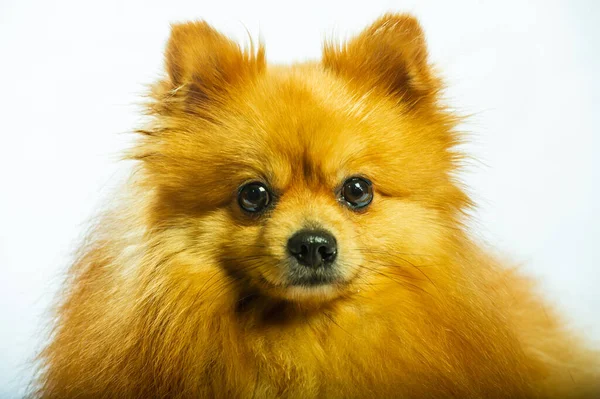 Bedårande Pommerska Hund Stå Med Två Ben Och Titta Något — Stockfoto