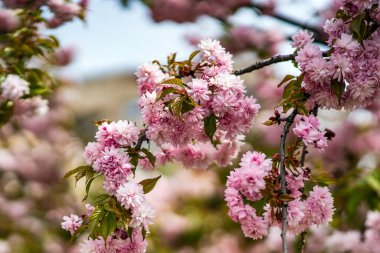 Ağaçtaki güzel pembe sakura dalları.