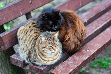 Essaouira 'da iki sokak kedisi eski duvarın yanında uyur. Fas