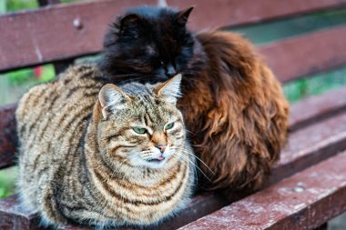 Essaouira 'da iki sokak kedisi eski duvarın yanında uyur. Fas