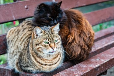 Essaouira 'da iki sokak kedisi eski duvarın yanında uyur. Fas