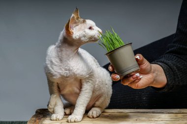 Devon rex kedi renkli arka plan üzerinde