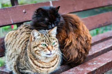 Essaouira 'da iki sokak kedisi eski duvarın yanında uyur. Fas