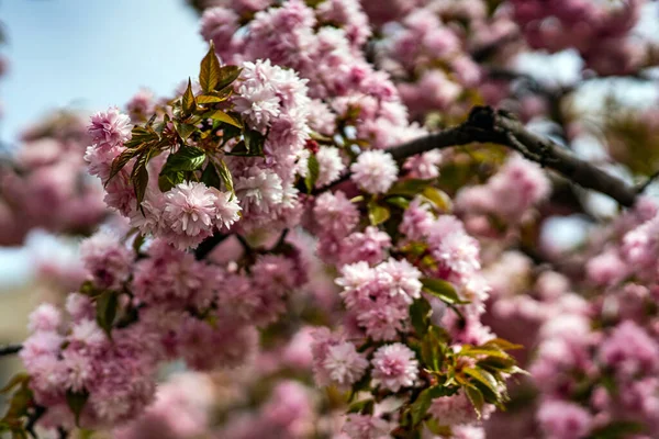 Ağaçtaki güzel pembe sakura dalları.