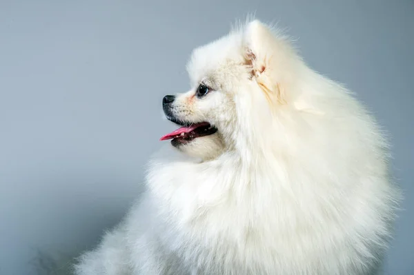 Gelukkige Witte Pomeranian Spitz Hond — Stockfoto