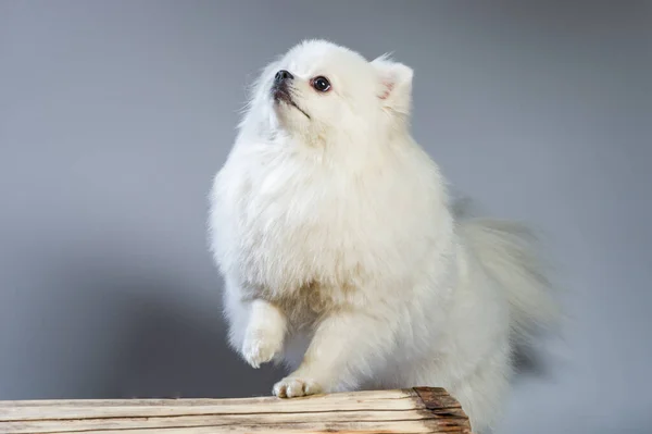 Happy White Pomeranian Spitz Dog — Stock Photo, Image