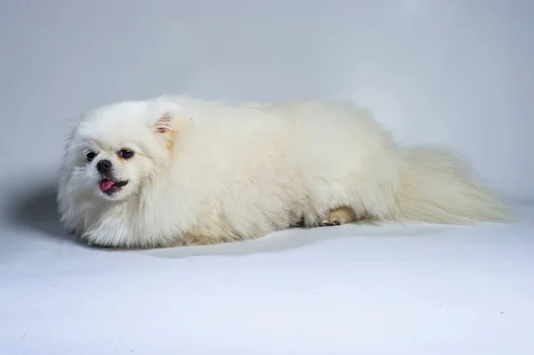 Šťastný Bílý Pomeranian Spitz Pes — Stock fotografie
