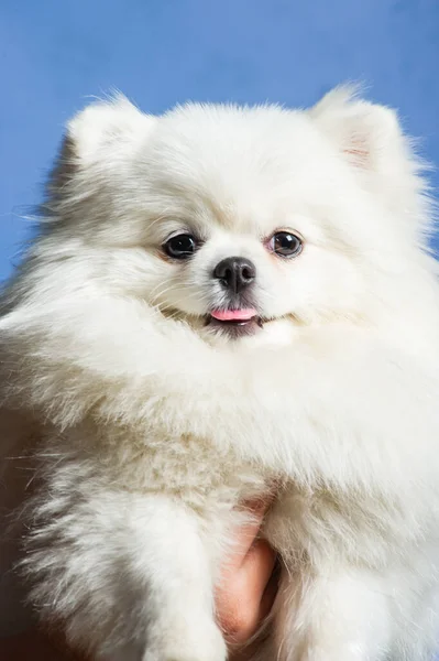 Glücklicher Weißer Pommerscher Spitzhund — Stockfoto