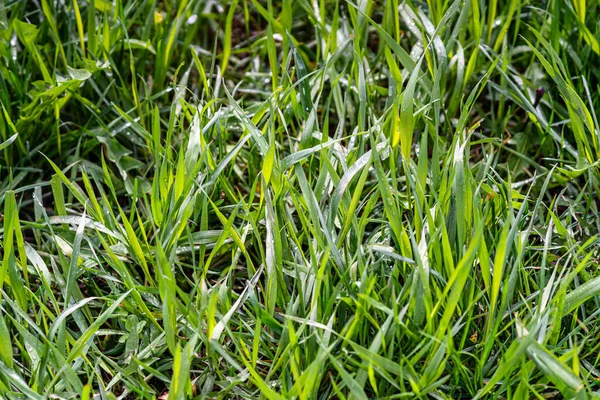 Grama Campo Durante Nascer Sol Paisagem Agrícola Hora Verão — Fotografia de Stock