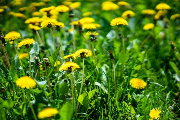 Gelbe Frühlingsblumen Grünen Blättern Nahaufnahme — Stockfoto
