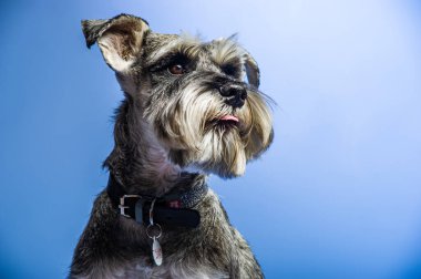 Minyatür Schnauzer, 1 yaşında, stüdyonun önünde duruyor..