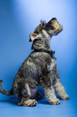 Minyatür Schnauzer, 1 yaşında, stüdyonun önünde duruyor..