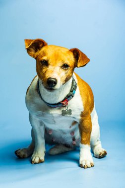 Genç jack russel terrier beyaz arka plan önünde