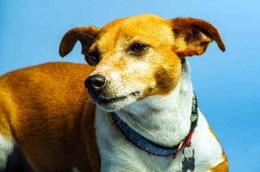 Genç jack russel terrier beyaz arka plan önünde