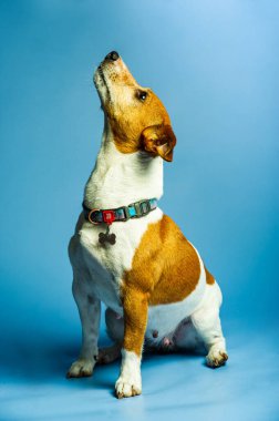 Genç jack russel terrier beyaz arka plan önünde