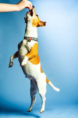 Genç jack russel terrier beyaz arka plan önünde