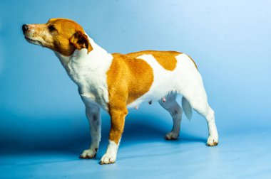 Genç jack russel terrier beyaz arka plan önünde