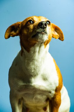 Genç jack russel terrier beyaz arka plan önünde