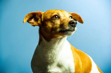 Genç jack russel terrier beyaz arka plan önünde