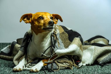 Genç jack russel terrier beyaz arka plan önünde