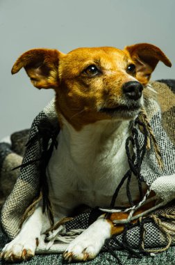 Genç jack russel terrier beyaz arka plan önünde