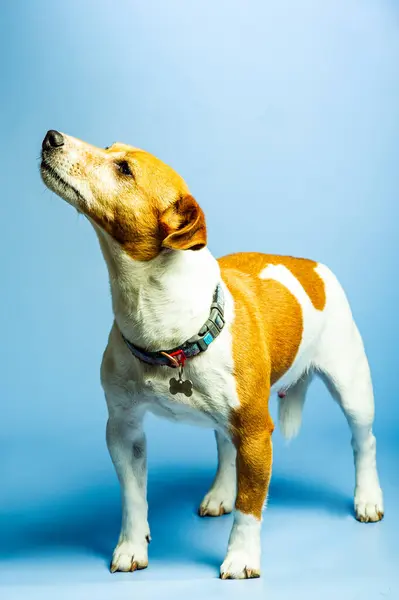 Jovem Jack Russel Terrier Frente Fundo Branco — Fotografia de Stock