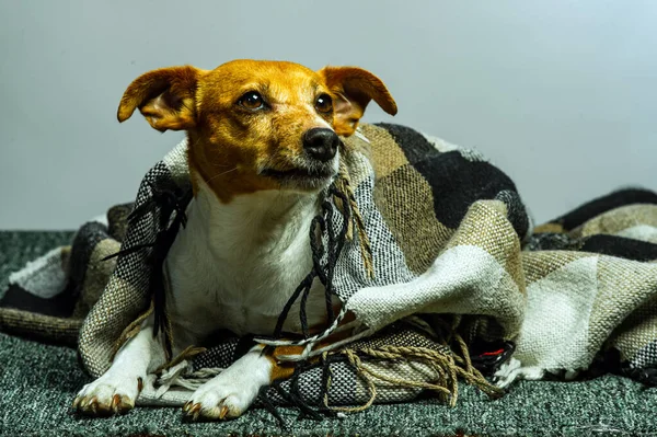 Genç jack russel terrier beyaz arka plan önünde