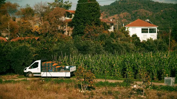 Oranges harvest time in a Mediterranean country