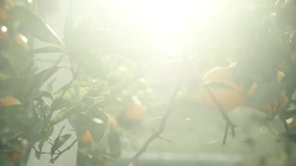 Naranjas Maduras Naranjo Día Soleado Verano — Vídeos de Stock
