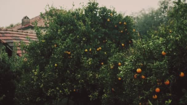 Altes Ziegeldach Und Reife Orangen — Stockvideo