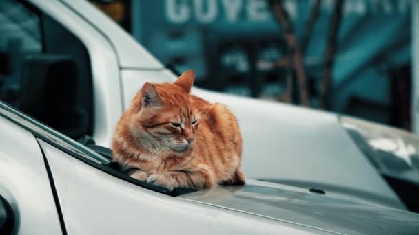 红色或姜红色的猫在车上休息 — 图库视频影像