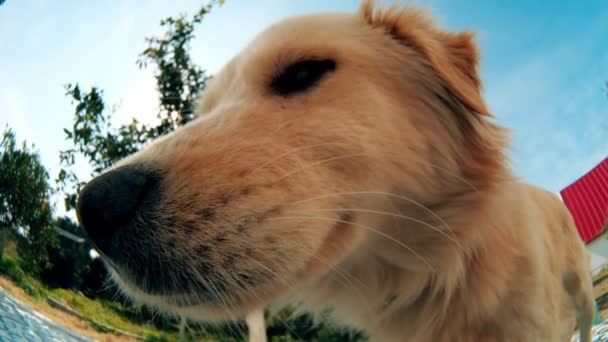 Grappig Visportret Van Een Hond Tuin — Stockvideo