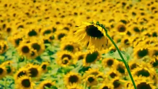 Žluté Slunečnicové Pole Provence — Stock video