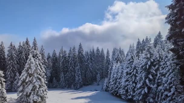 Гірський Ліс Хмари Кьорлінгу — стокове відео