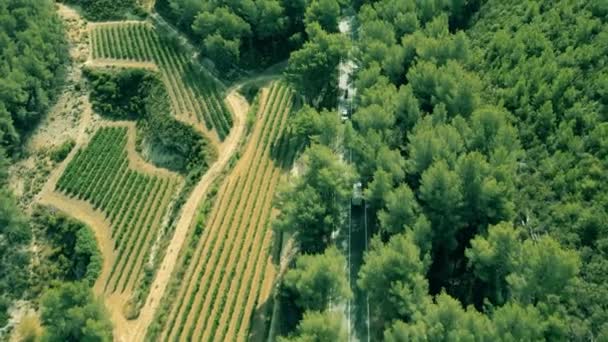 Drone Prise Vue Aérienne Des Vignobles Sur Les Pentes Montagne — Video