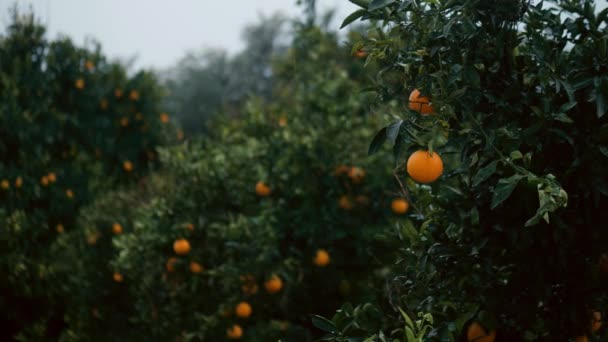 Reife Orangen Den Orangenbäumen — Stockvideo