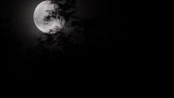Gran Luna Misteriosa Detrás Ramas Árboles — Vídeo de stock