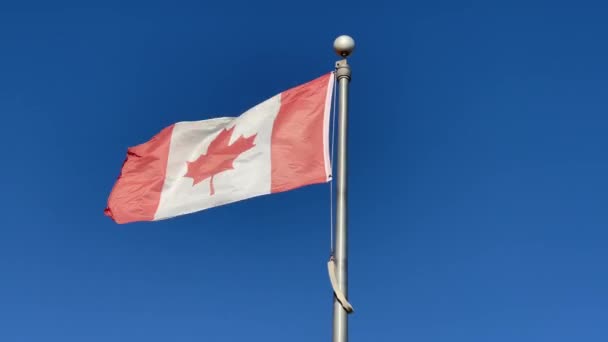 Kanadai Nemzeti Alberta Tartományi Zászlók — Stock videók