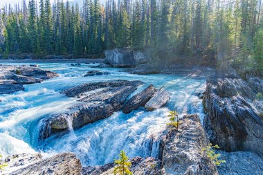British Columbia 'daki Ulusal Park' ta Şelale
