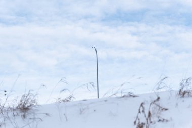 Karla kaplı yabani otlar