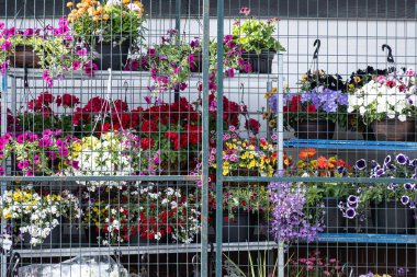 Çiçek aranjmanları markette sergileniyor