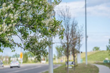 Yol kenarındaki ağaçlar Şehir caddesinde
