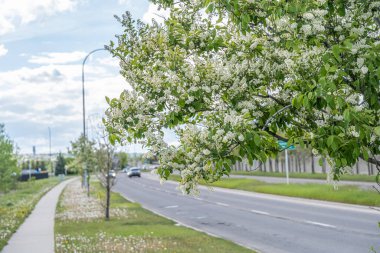 Yol kenarındaki ağaçlar Şehir caddesinde