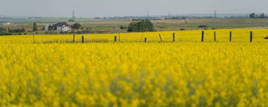 Chestermere Alberta 'daki organik Canola Çiftliği