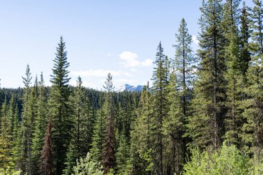 Dağlardaki ağaç ormanı yürüyüş yaparken