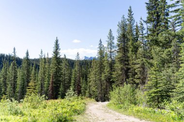 Dağlardaki ağaç ormanı yürüyüş yaparken